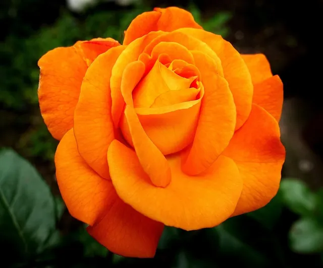 peonie detal 2.jpg