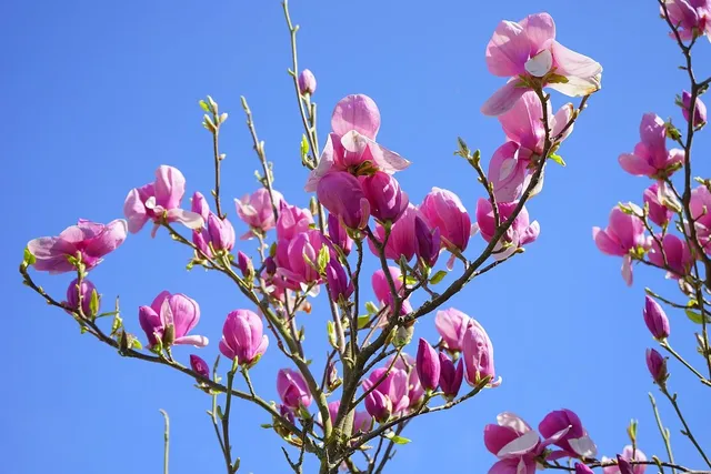 Plakat botaniczny - Magnolia  2 (new)