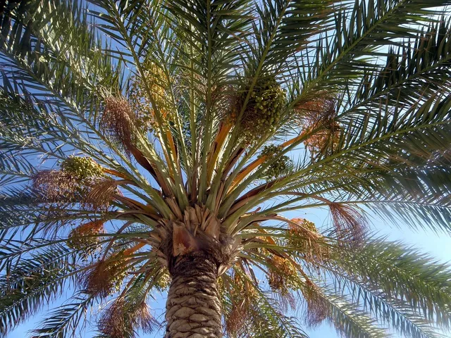 Palmy 3.jpg