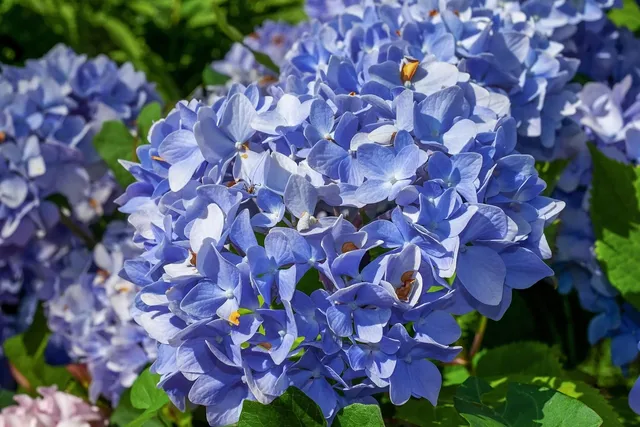 Hydrangea pink detal 2.jpg