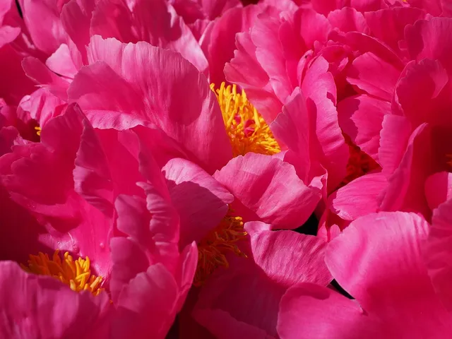 piwonie plakat botaniczny peonia kwiat różowy.jpg