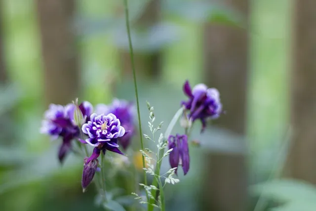 Plakat botaniczny - Bugenvilla 
