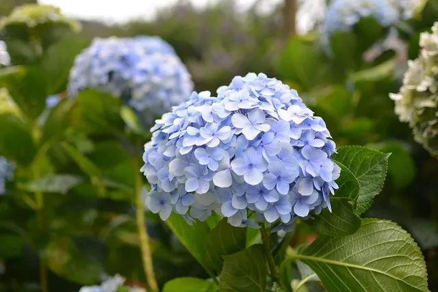 Hortensje.jpg