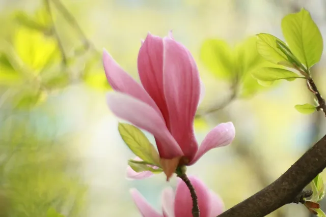 Plakat botaniczny - Magnolia  2