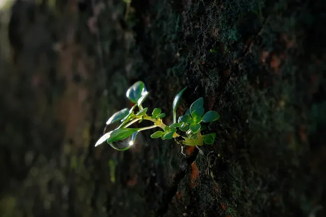 Plakat botaniczny - Orzech Salal  