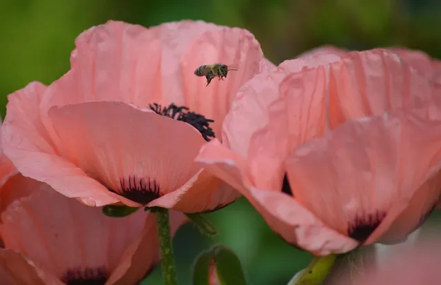 zestaw plakatów botanicznych maki pakamera prezent dla niej .jpg