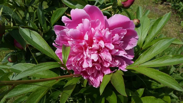 Trzy peonie plakat.jpg