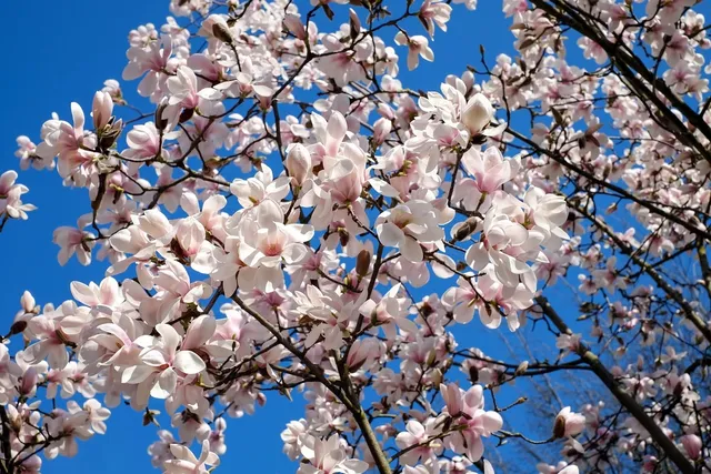 magnolia aranżacja .jpg