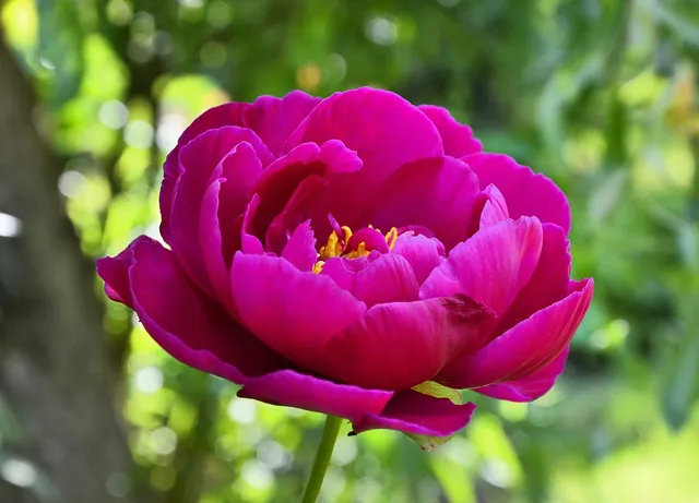 Plakat botaniczny - Jaśmin 