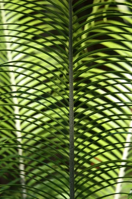 Zestaw plakatów botanicznych - Palmowe pióropusze