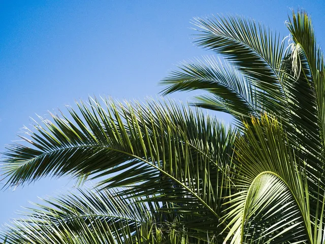 plakaty botaniczne palmy zielone plakaty.jpg