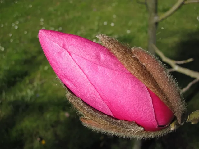 plakat botaniczny pakamera magnolia 3.jpg