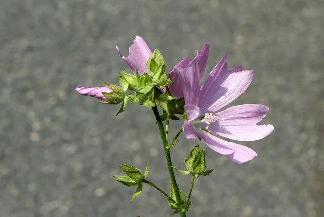 Kwiat Grochu 