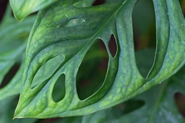 zestaw plakatów monstera bananowiec palmy botaniczne plakaty na prezent.jpg