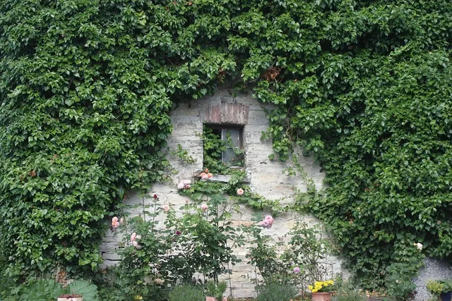 Plakat botaniczny - Bluszcz (poziomy)