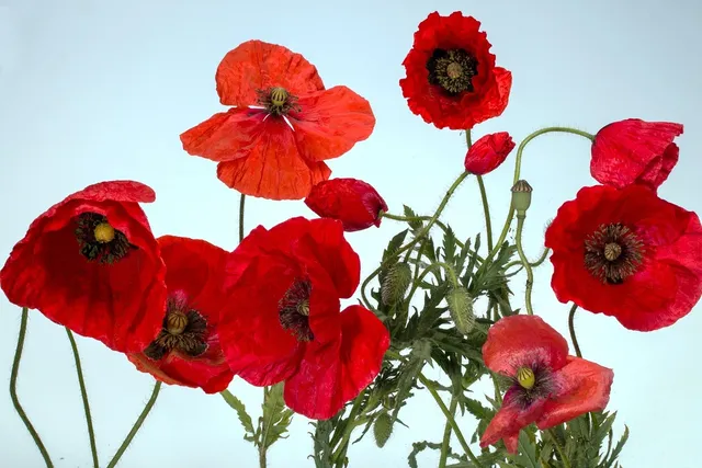 Plakat botaniczny na ścianę - Kwiat Grochu  -  z podpisem 