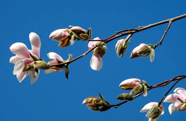 Plakat botaniczny - Magnolia  (new)