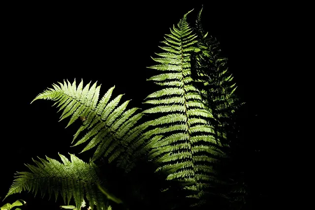 Plakat botaniczny na ścianę  - Dyptyk Bluszcz 