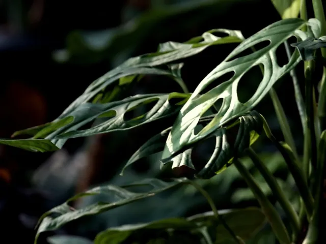 monstera.jpg